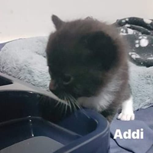 Addie