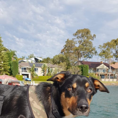 Yoshi ~ Kelpie X (On Trial 1/2/20)