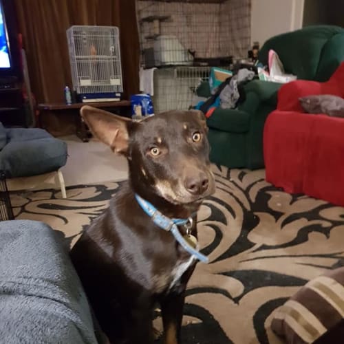 Buddy 