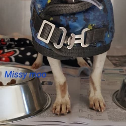 Missy Moo