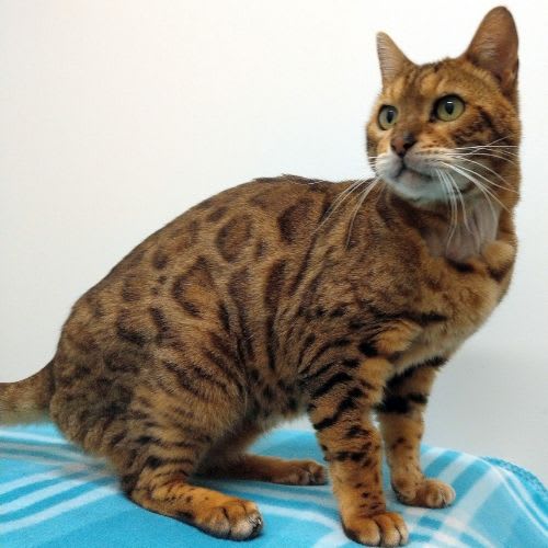 Diego