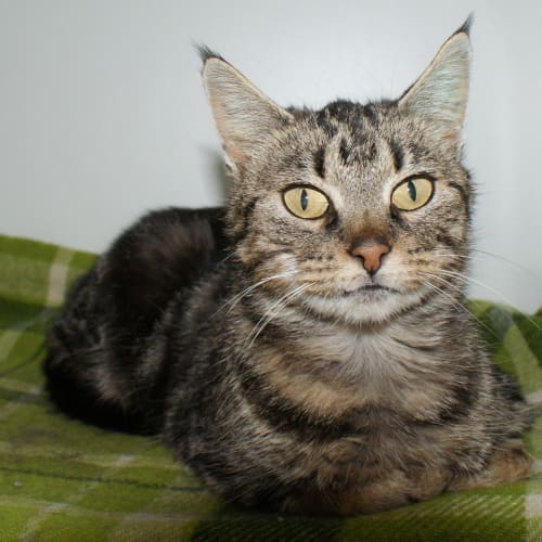 Effie SUA004059