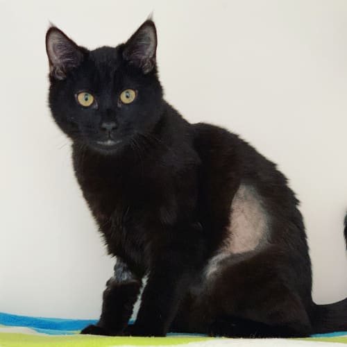 Merlin