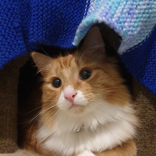 Simba (bonded With Belle)
