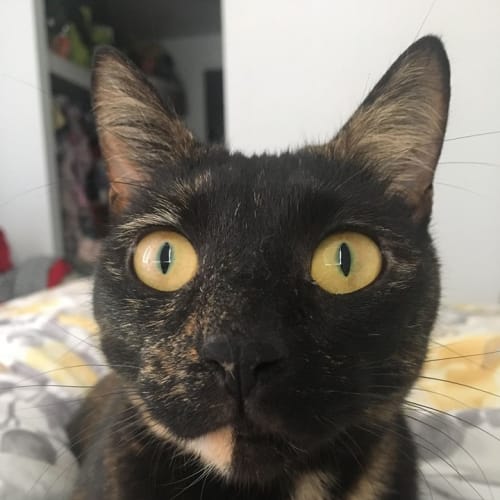 Louisa 