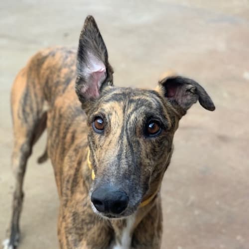 Elvis (On Trial 25 Aug)