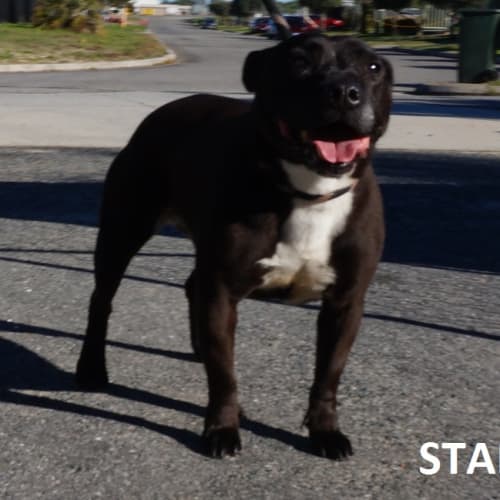 Star