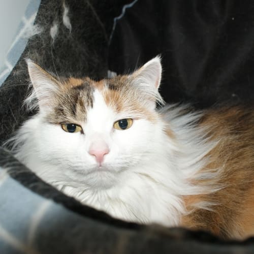 Tootsie SUA004103