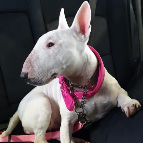 Lotti - Foster carer needed