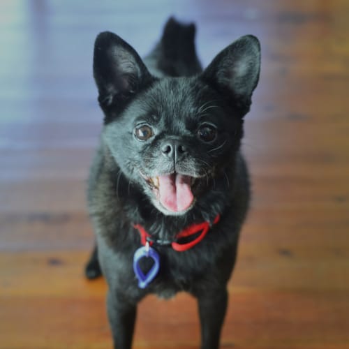 Jessie ~ Pug X Chihuahua (on trial 22/7/19)