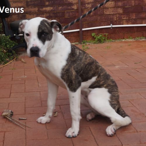 Venus