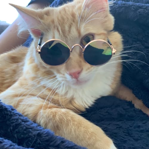 Butterscotch of Artarmon