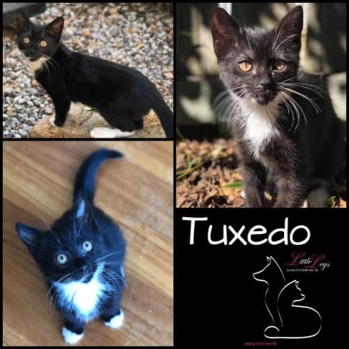 Tuxedo