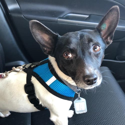 Benny Black Bean now Lenny