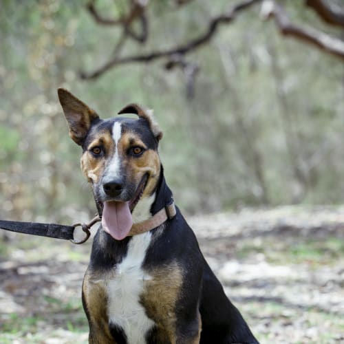 Trekker
