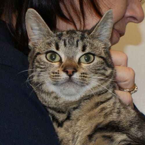 Nellie STK004093