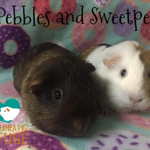 Pebbles and Sweetpea