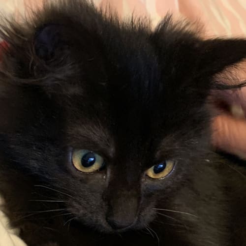 Minky