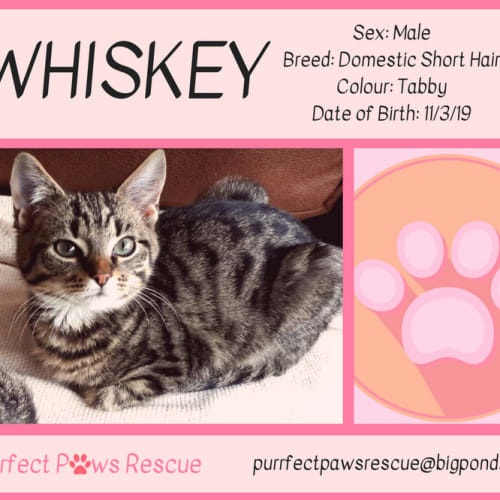 Whiskey