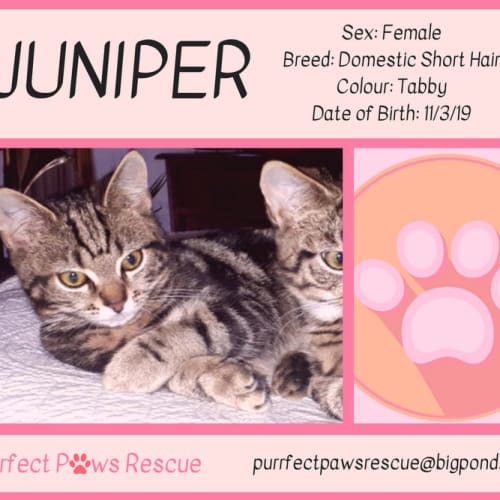 Juniper