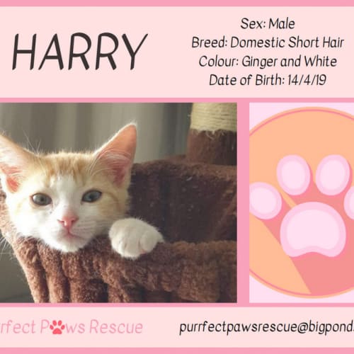 Harry