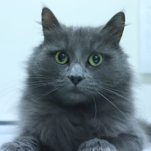 Heidi
