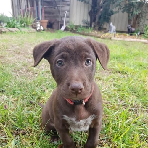 Cadbury 