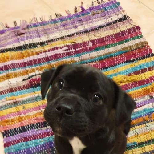 Cleopawtra
