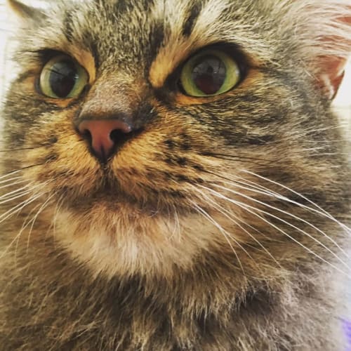Bonnie