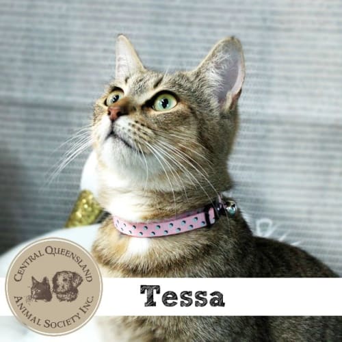 Tess