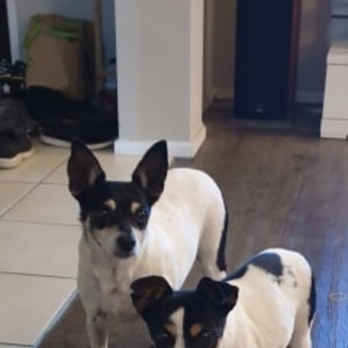Pippy  (and Rollie)