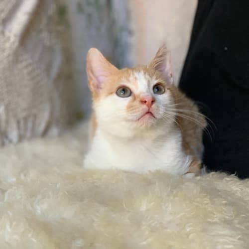Peanut