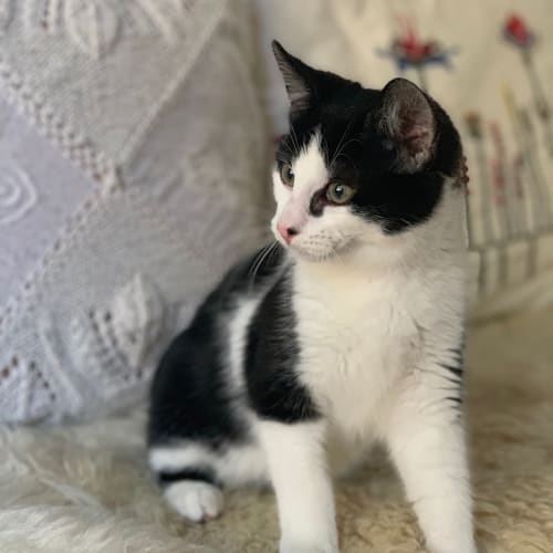 Max