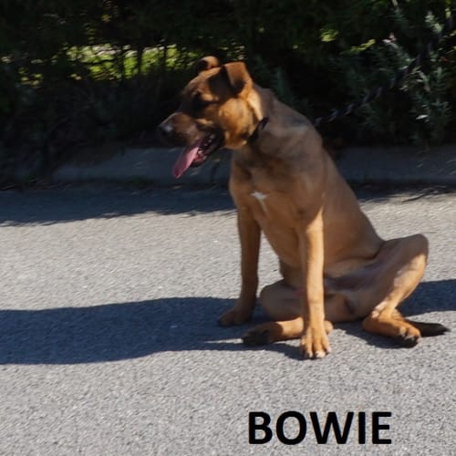 Bowie