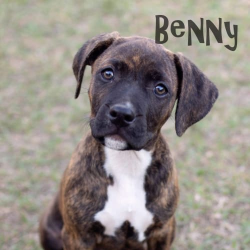 Benny