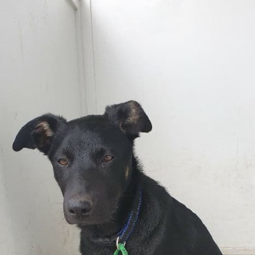 Dougie