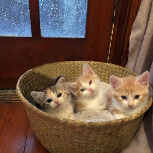 George, Ernie and Clementine