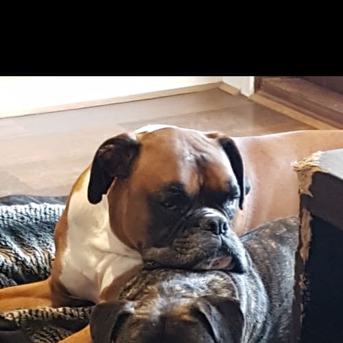 Lulu
