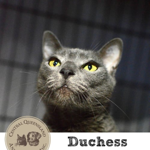 Duchess