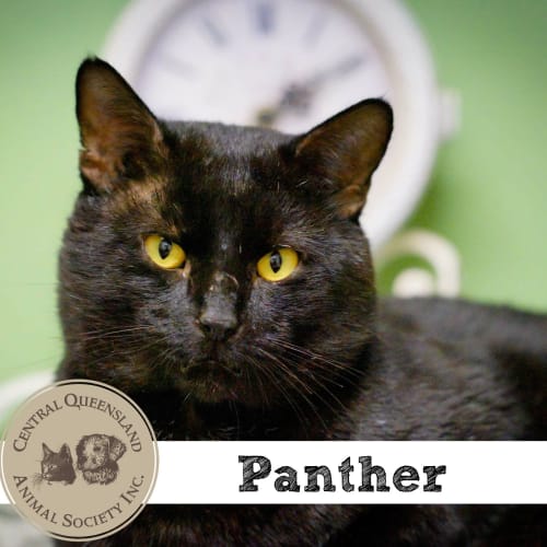 Panther 