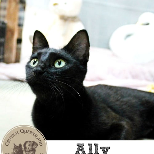 Ally 