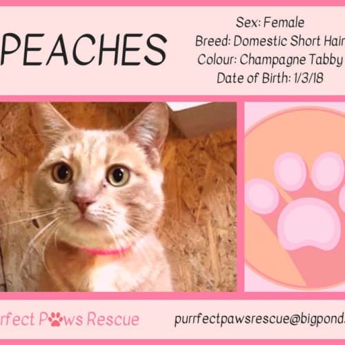 Peaches