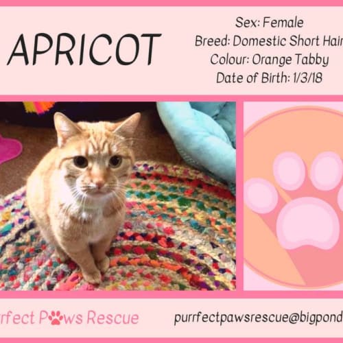 Apricot