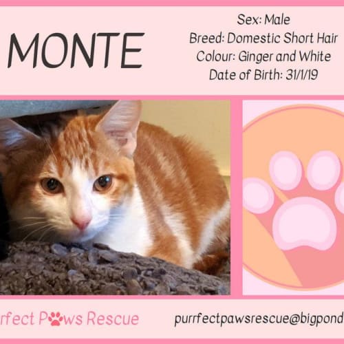 Monte