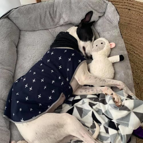 Jordy (In Foster 12 July)
