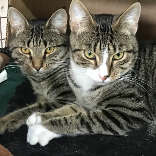 Henry & Reiko