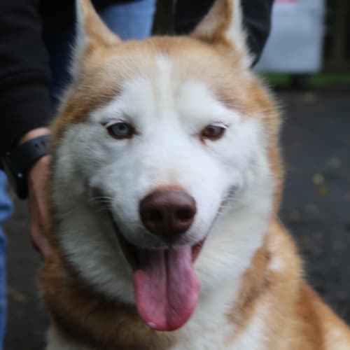 Athena
