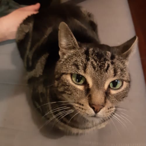 Sweetie - Located in North Melbourne
