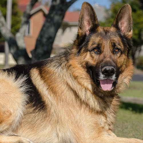 Bruno ~ German Shepherd (on trial 12/10/19)