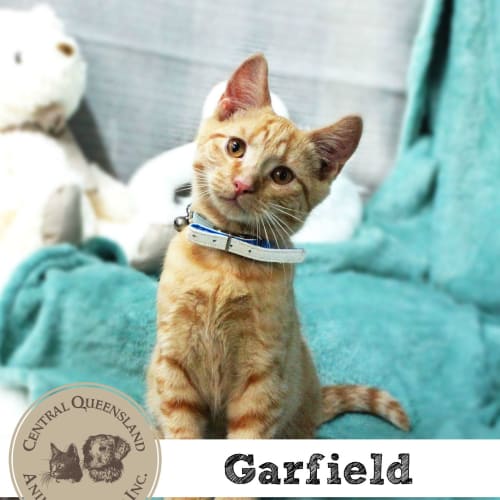 Garfield